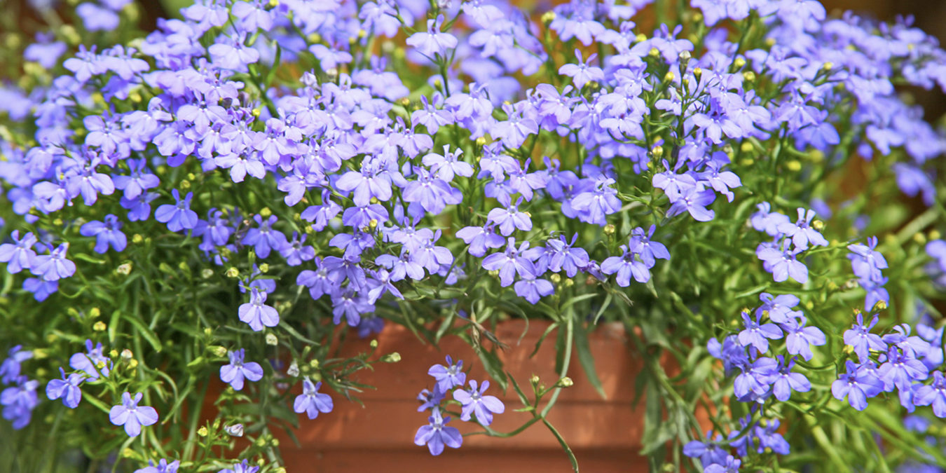 article-fleurs-violettes