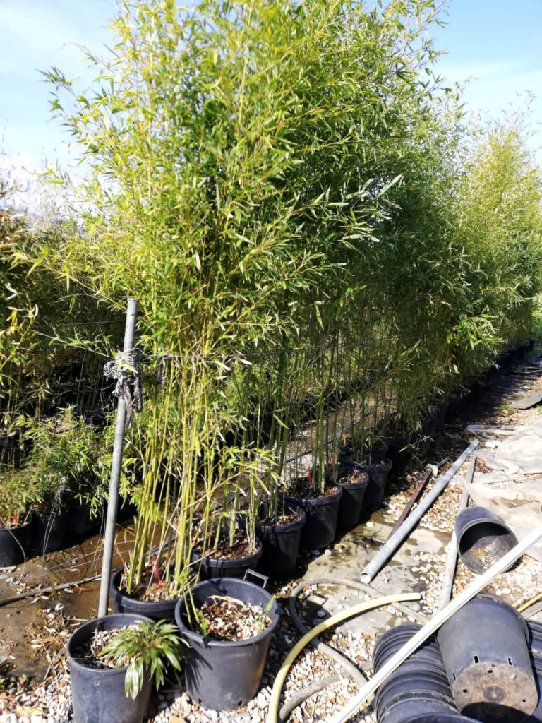 273694835_431953781891948_1847764606766083285_n