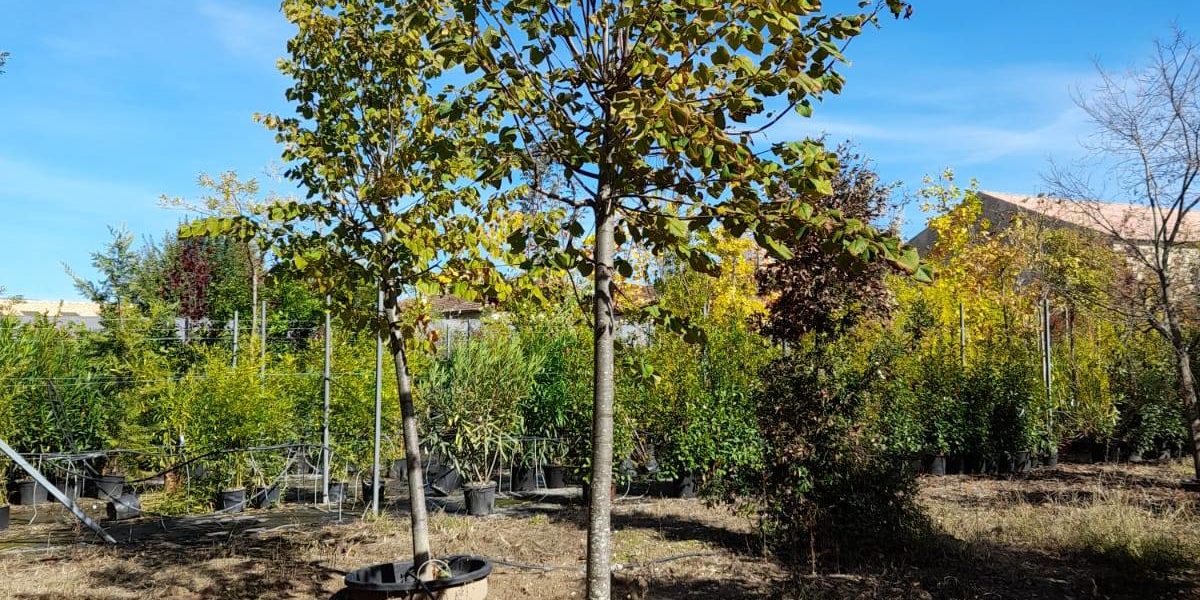 274693112_437197594700900_2334878026992812200_n