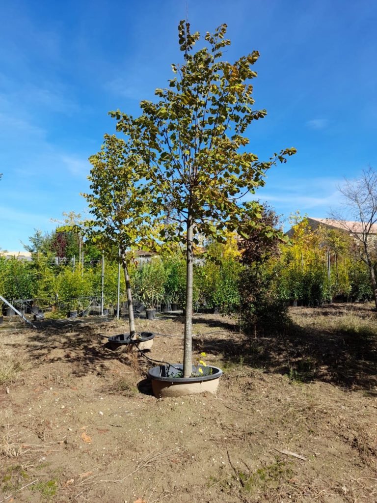 274693112_437197594700900_2334878026992812200_n