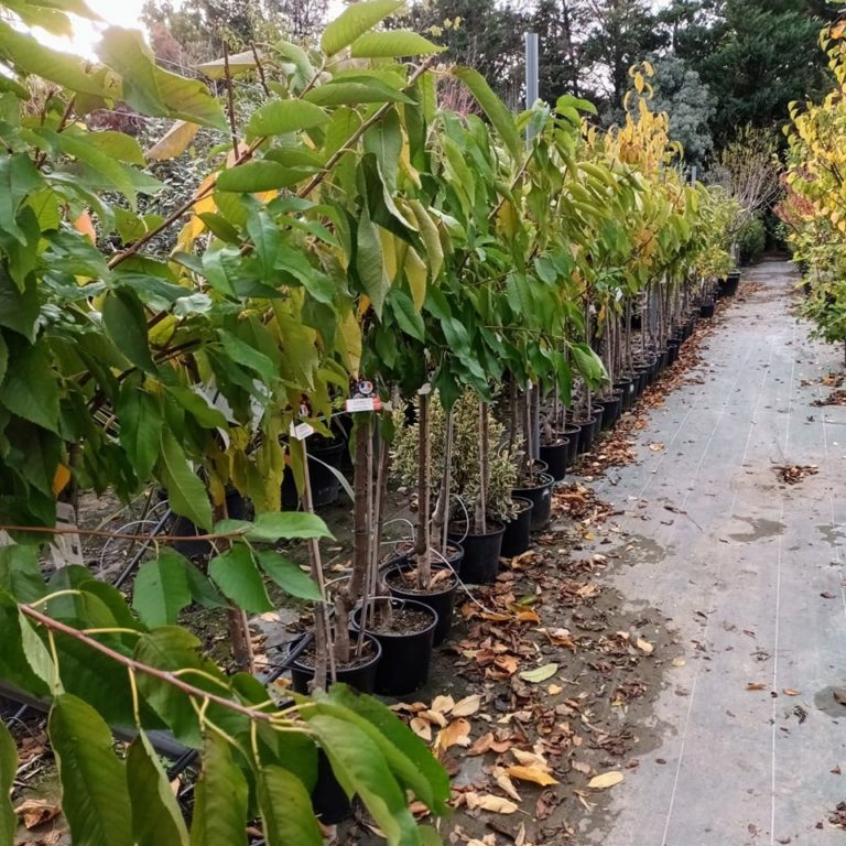 312146122_613253377095320_2586417794377968540_n