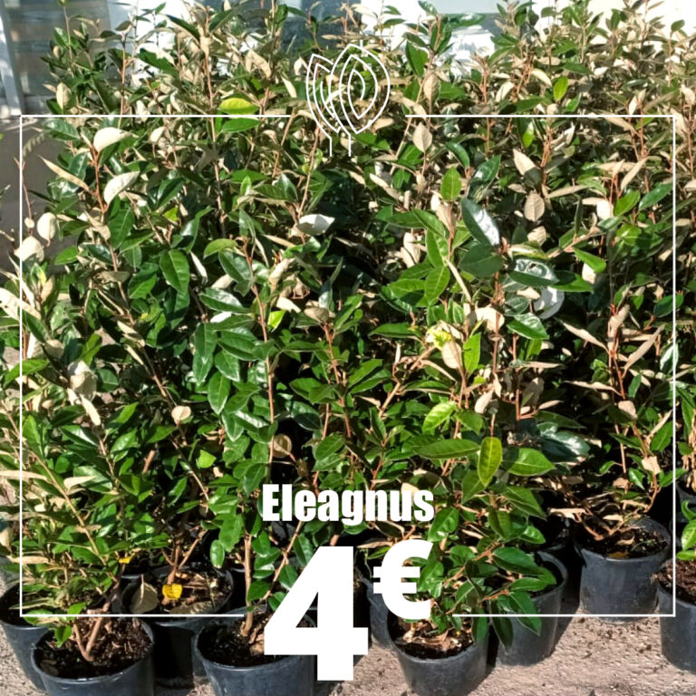 eleagnus